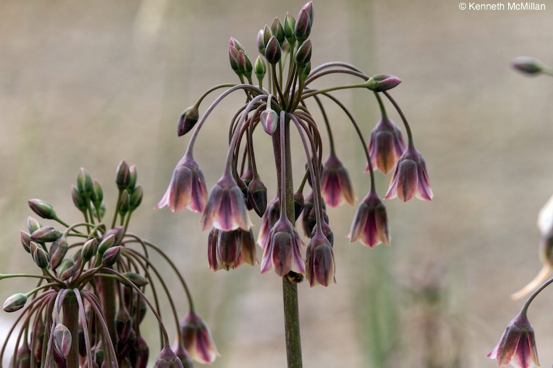 Summer Bells (Allium bulgaricum)_watermarked